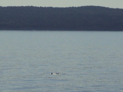Delfinek