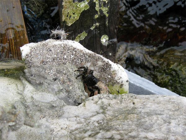 A part tövében apró tarisznyarák lesi áldozatát