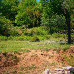 paleohori_osi_falu_57