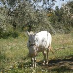 paleohori_osi_falu_67